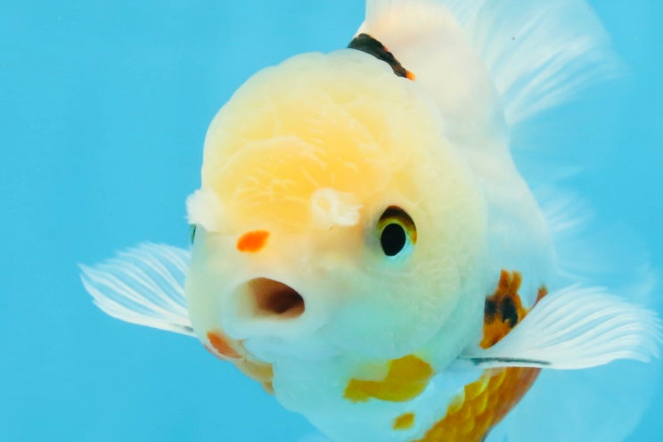 A Grade Tricolor Oranda Male 5.5 inches #070425OR_15