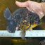 A Grade CHONKY Kirin Oranda Female 6.5 inches #072525OR_20