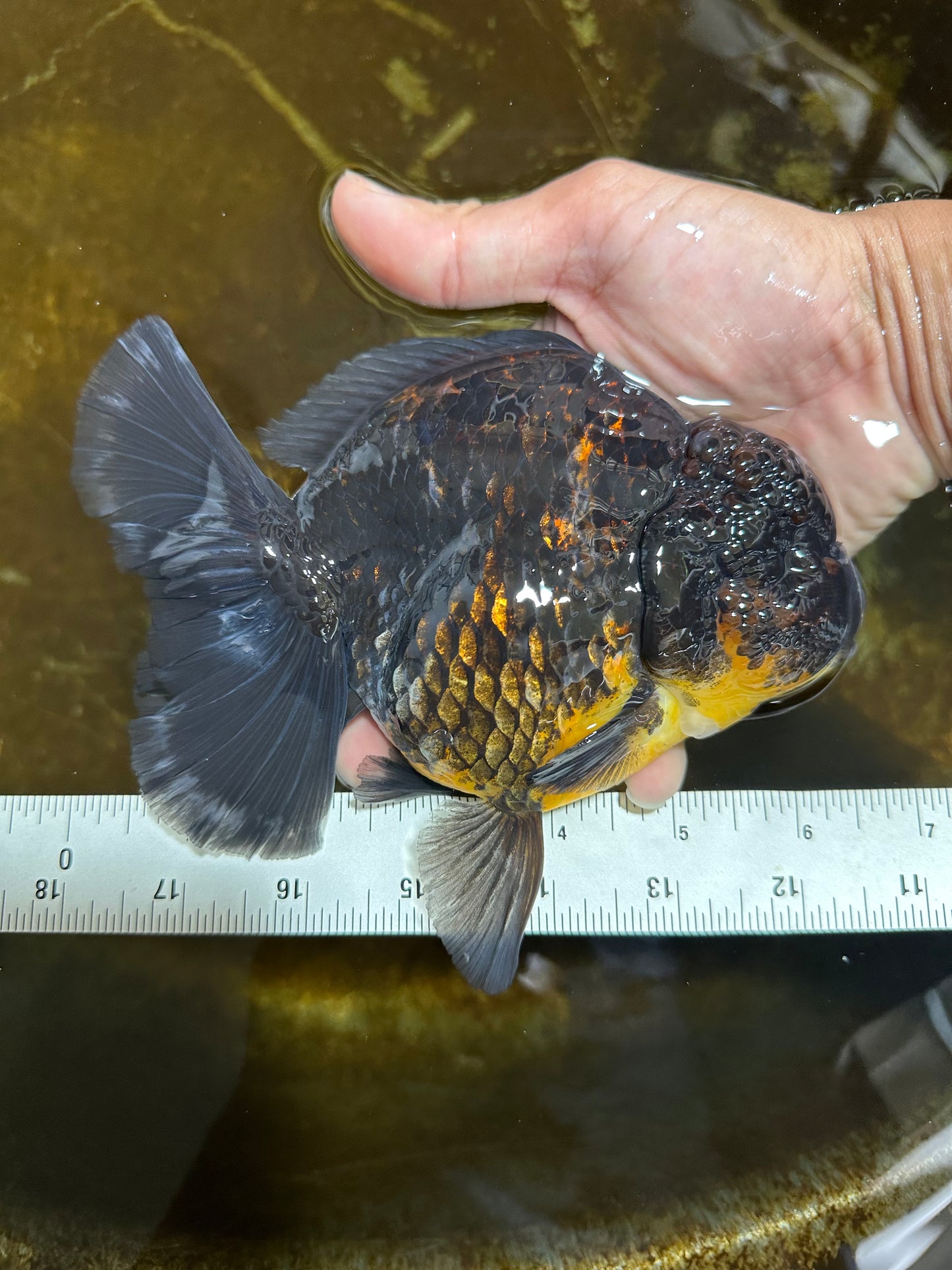 A Grade CHONKY Kirin Oranda Female 6.5 inches #072525OR_20