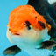 A Grade Tricolor Oranda Female 5-5.5 inches #080825OR_12