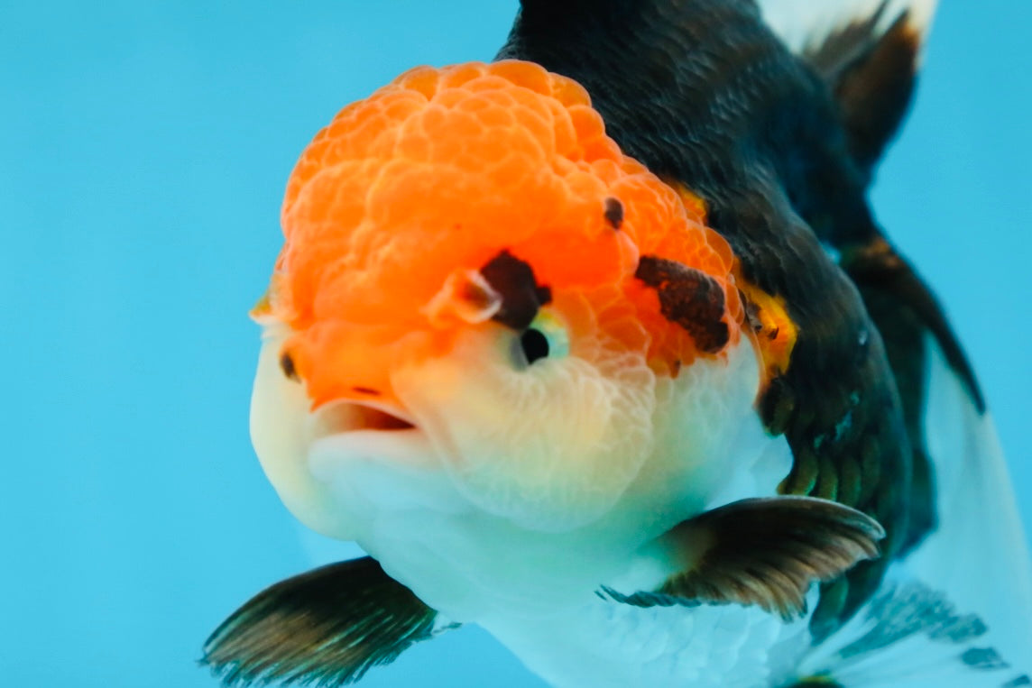 A Grade Tricolor Oranda Female 5-5.5 inches #080825OR_12