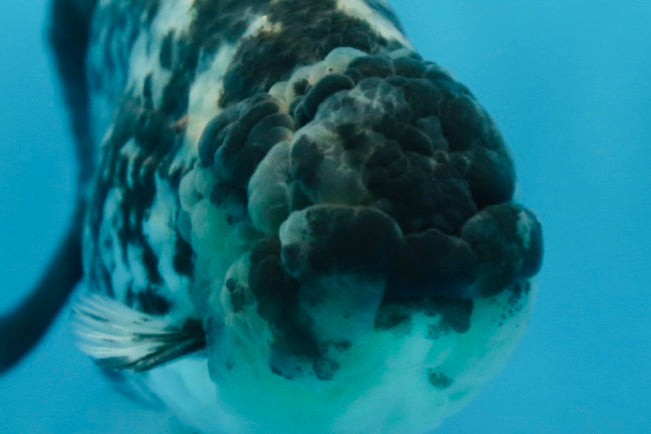 A Grade RARE White Tiger LionKing 4.5 inches #082925LC_04