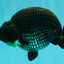 CHUBBY AAA Grade Platinum Black Blue Ranchu Male 5 inches #062626RC_09