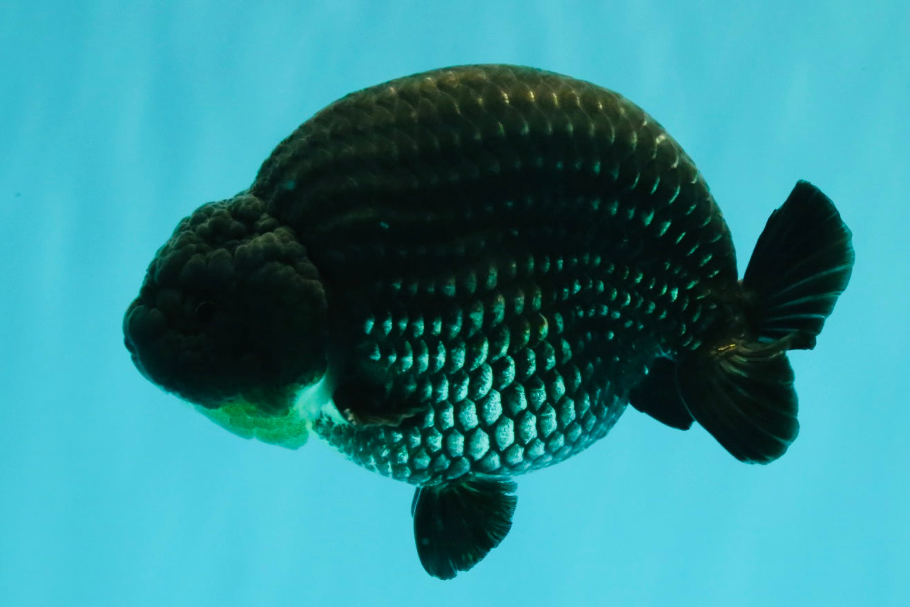 CHUBBY AAA Grade Platinum Black Blue Ranchu Male 5 inches #062626RC_09