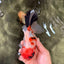 A Grade Diamond Scale Sakura Oranda Male 6.5 inches #072426OR_19