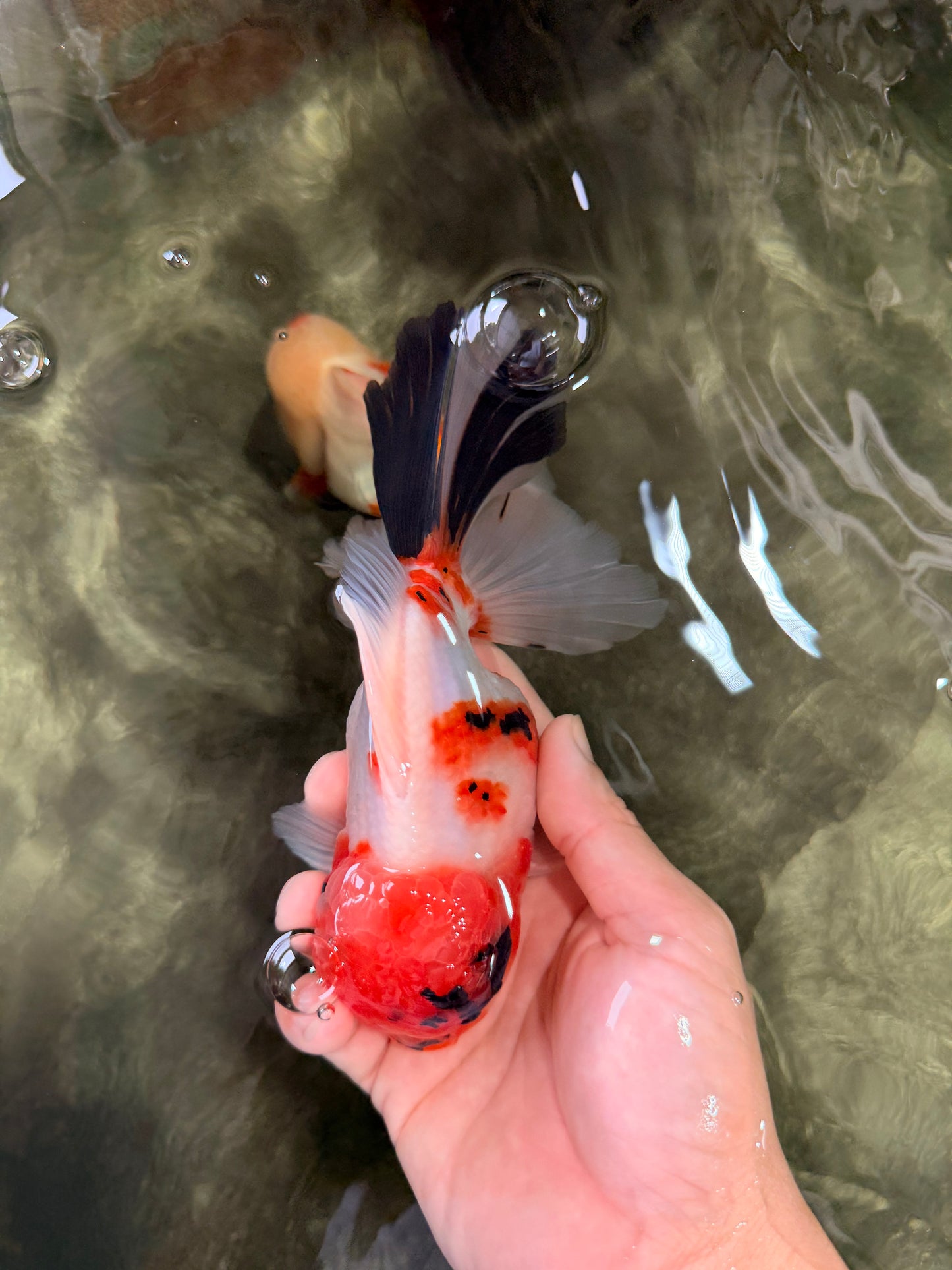 A Grade Diamond Scale Sakura Oranda Male 6.5 inches #072426OR_19