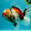 CHONKY AAA Grade Special Marble Oranda Male 6.5 inches #051526OR_01