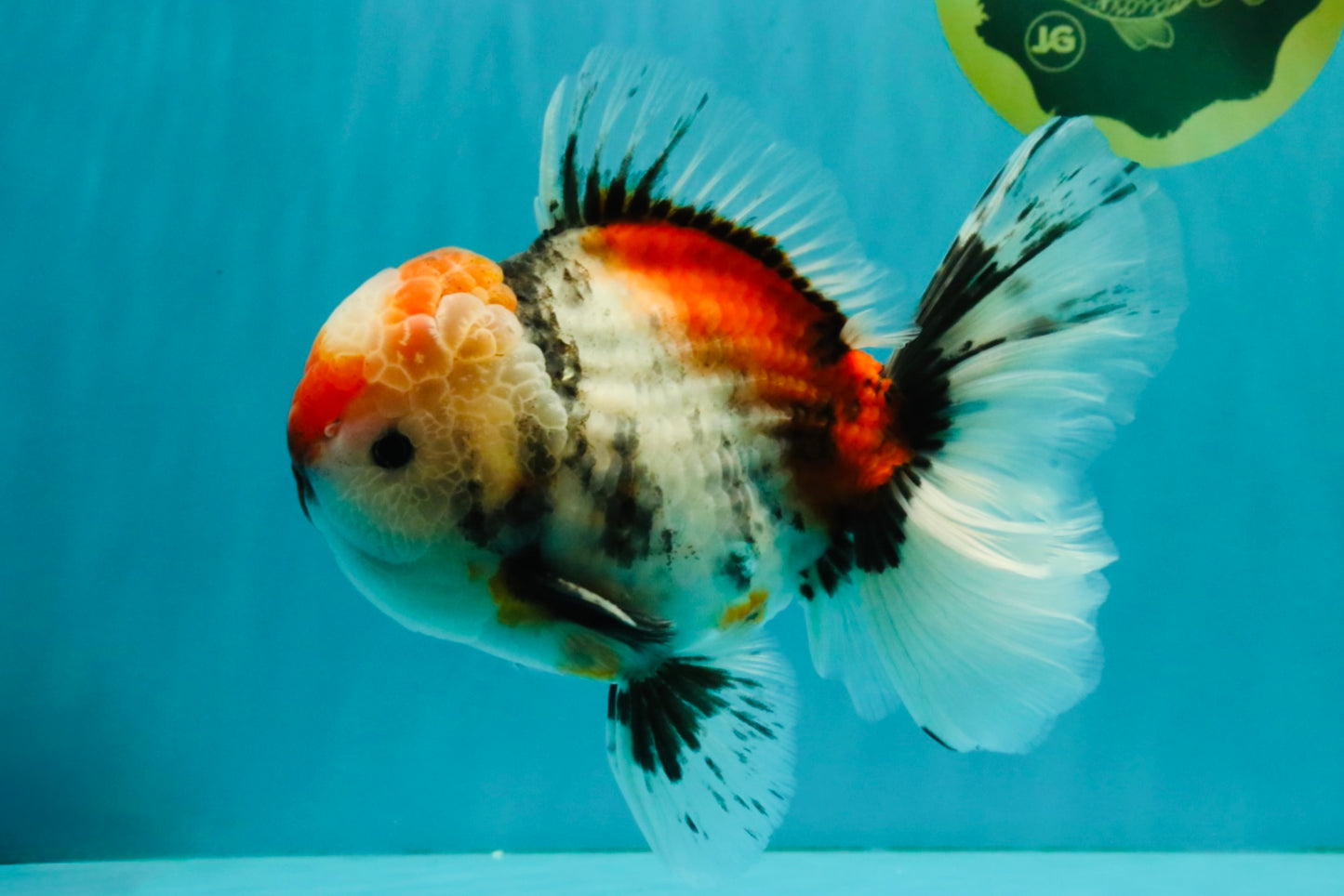 CHONKY AAA Grade Special Marble Oranda Male 6.5 inches #051526OR_01