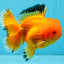 A Grade Orange Juice Oranda Male 5.5-6 inches #040326OR_17