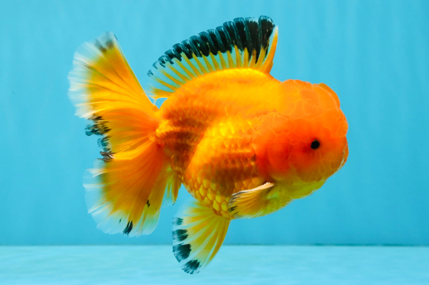 A Grade Orange Juice Oranda Male 5.5-6 inches #040326OR_17