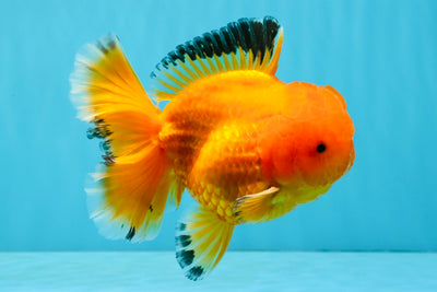 A Grade Orange Juice Oranda Male 5.5-6 inches #040326OR_17