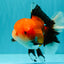 BULLDOG AAA Grade Tricolor Oranda Male 5.5-6 inches #071026OR_30