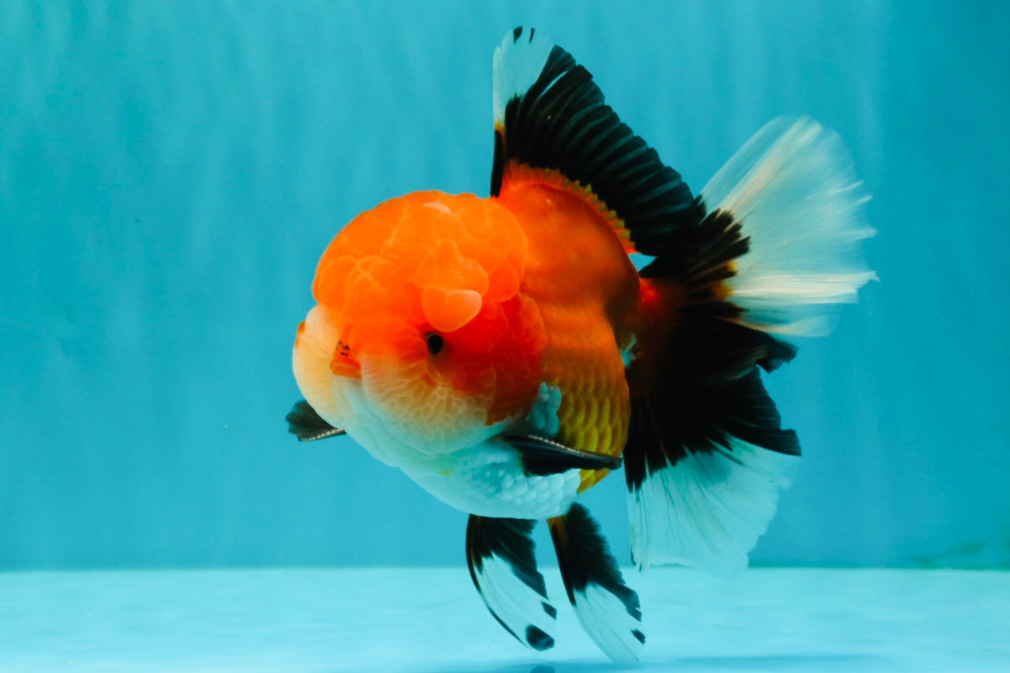 BULLDOG AAA Grade Tricolor Oranda Male 5.5-6 inches #071026OR_30