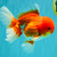 A Grade Red White Oranda Male 5.5 inches #080726OR_12