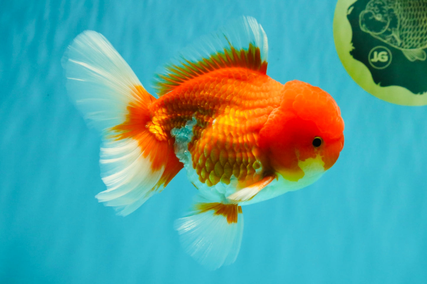 A Grade Red White Oranda Male 5.5 inches #080726OR_12