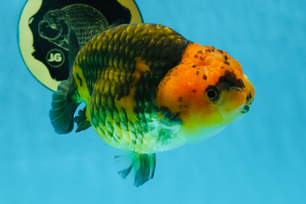 A Grade Chinese Apache Ranchu 4.5-5 inches #110725RC_12