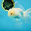 AAA Grade Snow White Oranda Male 5.5-6 inches #062725OR_20