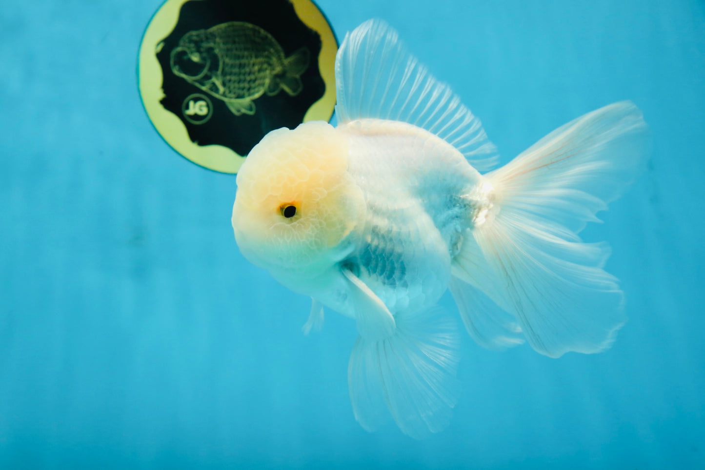 AAA Grade Snow White Oranda Male 5.5-6 inches #062725OR_20