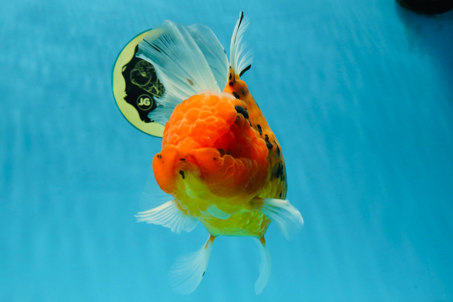 Jumbo A Grade Tiger Oranda Butterly Tail Female 7.5 inches #050225OR_12
