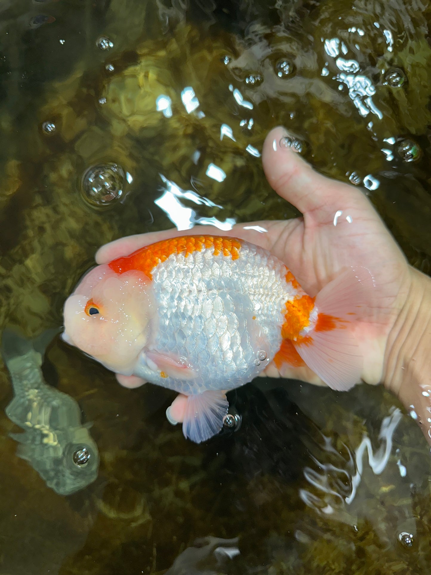 AAA Grade Red White LionKing 5.5 inches #082925LC_03