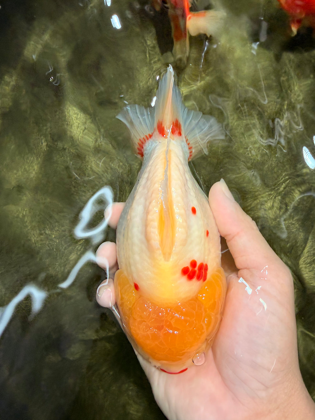 AAA Grade Lipstick Red White Yuanbao Male 6 inches #092526YB_13