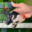 AAA Grade Tricolor Oranda Male 5 inches #0920OR_21