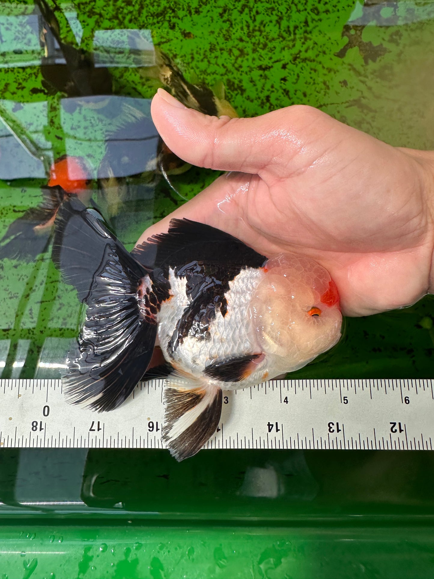 AAA Grade Tricolor Oranda Male 5 inches #0920OR_21