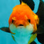 Apache (Black Orange) Oranda Female 4.5 inches #110124OR_05