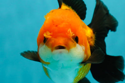 Apache (Black Orange) Oranda Female 4.5 inches #110124OR_05