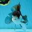 A Grade Panda Button Eyes Oranda Male 5-5.5 inches #011725OR_04