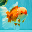 FLUFFY AAA Grade Red White Oranda Male 7.5 inches #080726OR_03