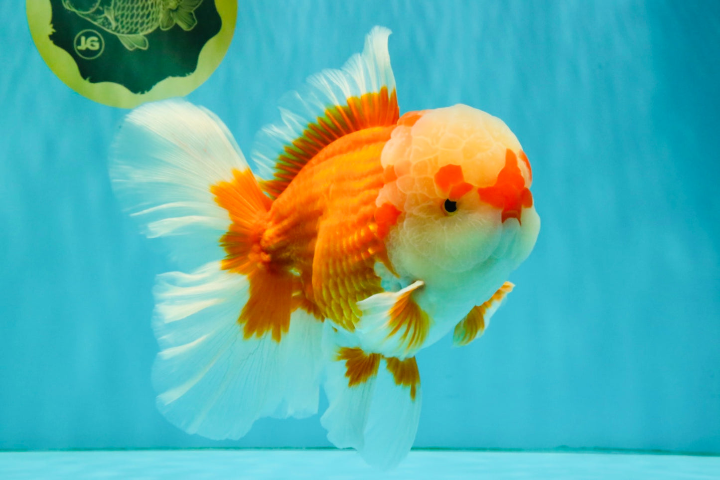 FLUFFY AAA Grade Red White Oranda Male 7.5 inches #080726OR_03