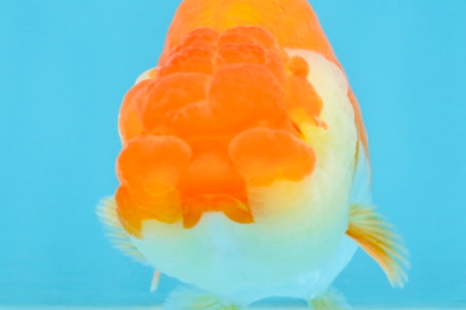 A Grade Red White LionQueen 4 inches #112125LC_06