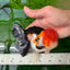 A Grade Tricolor Oranda Male 4.5inches #0920OR_27