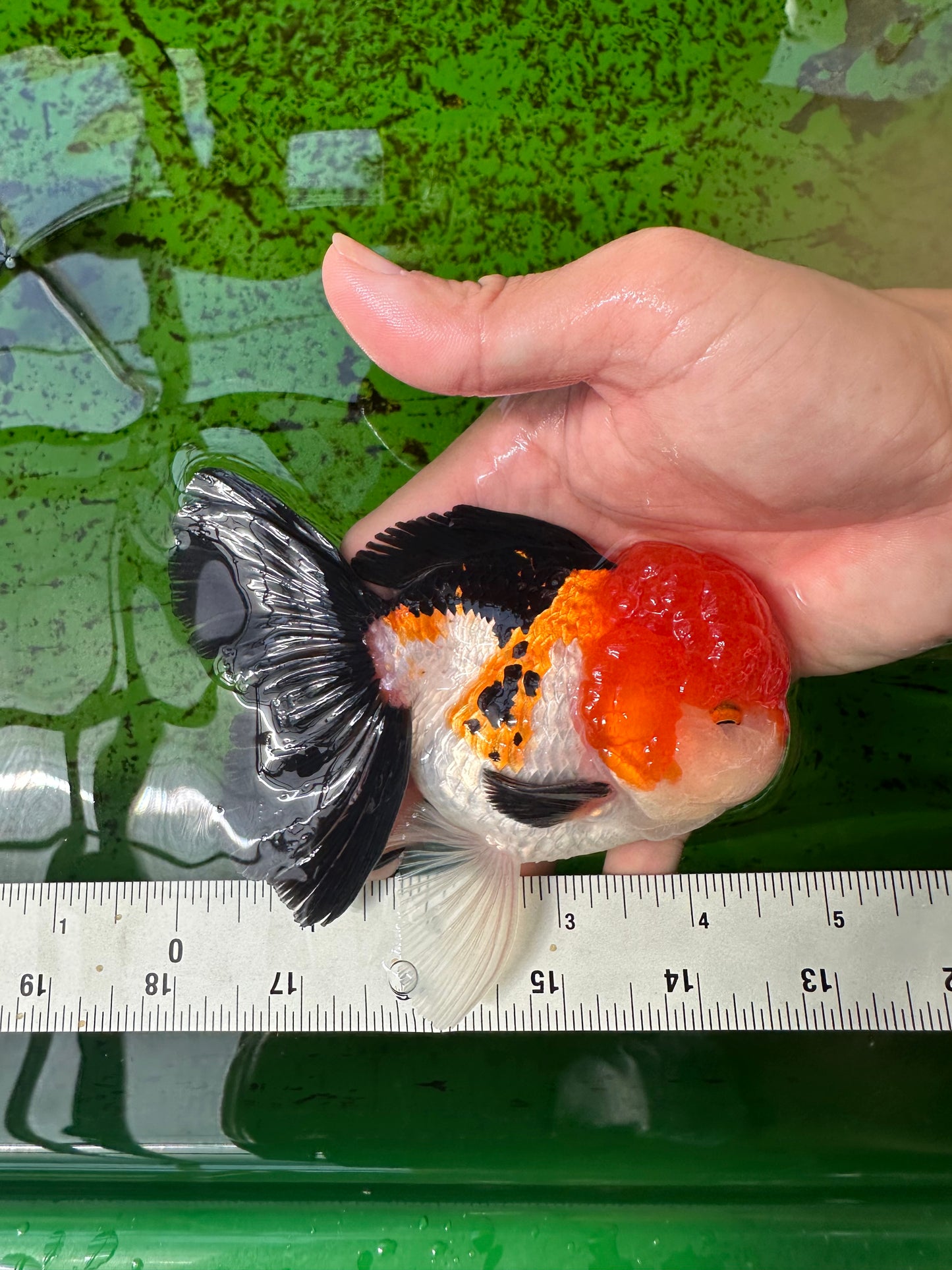 A Grade Tricolor Oranda Male 4.5inches #0920OR_27