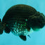 A Grade Black Ranchu Male 5-5.5 inches #071726RC_07