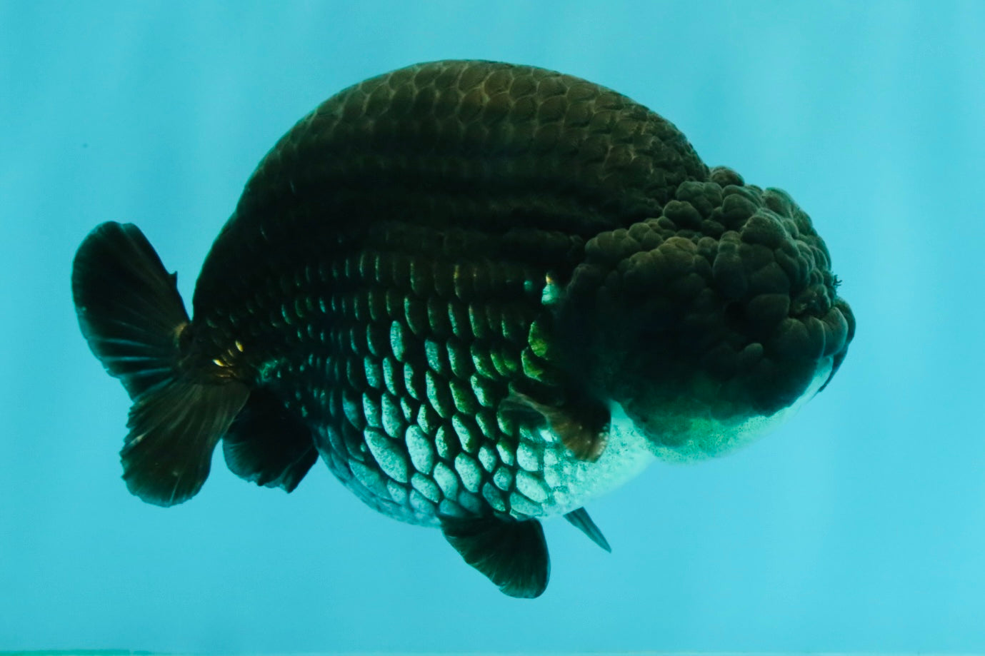 A Grade Black Ranchu Male 5-5.5 inches #071726RC_07