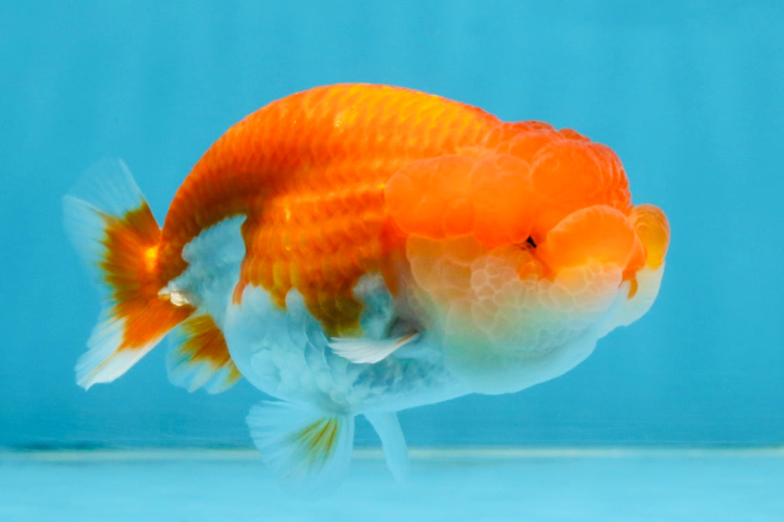 A Grade Red White LionQueen 4 inches #112125LC_12