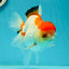 Red White Oranda Female 5-5.5 inches #110824OR_06