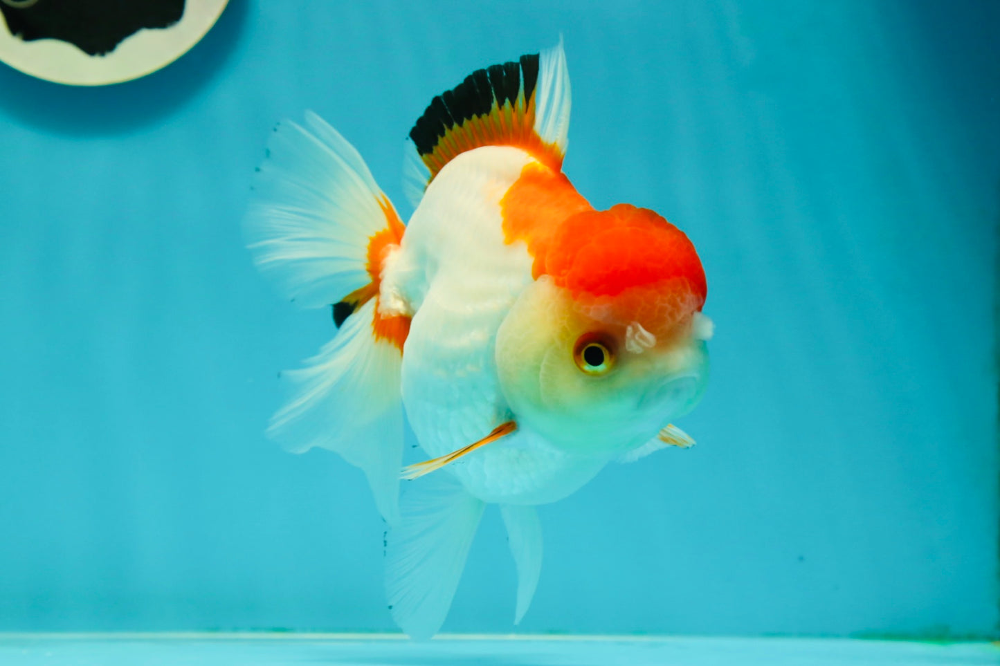 Red White Oranda Female 5-5.5 inches #110824OR_06