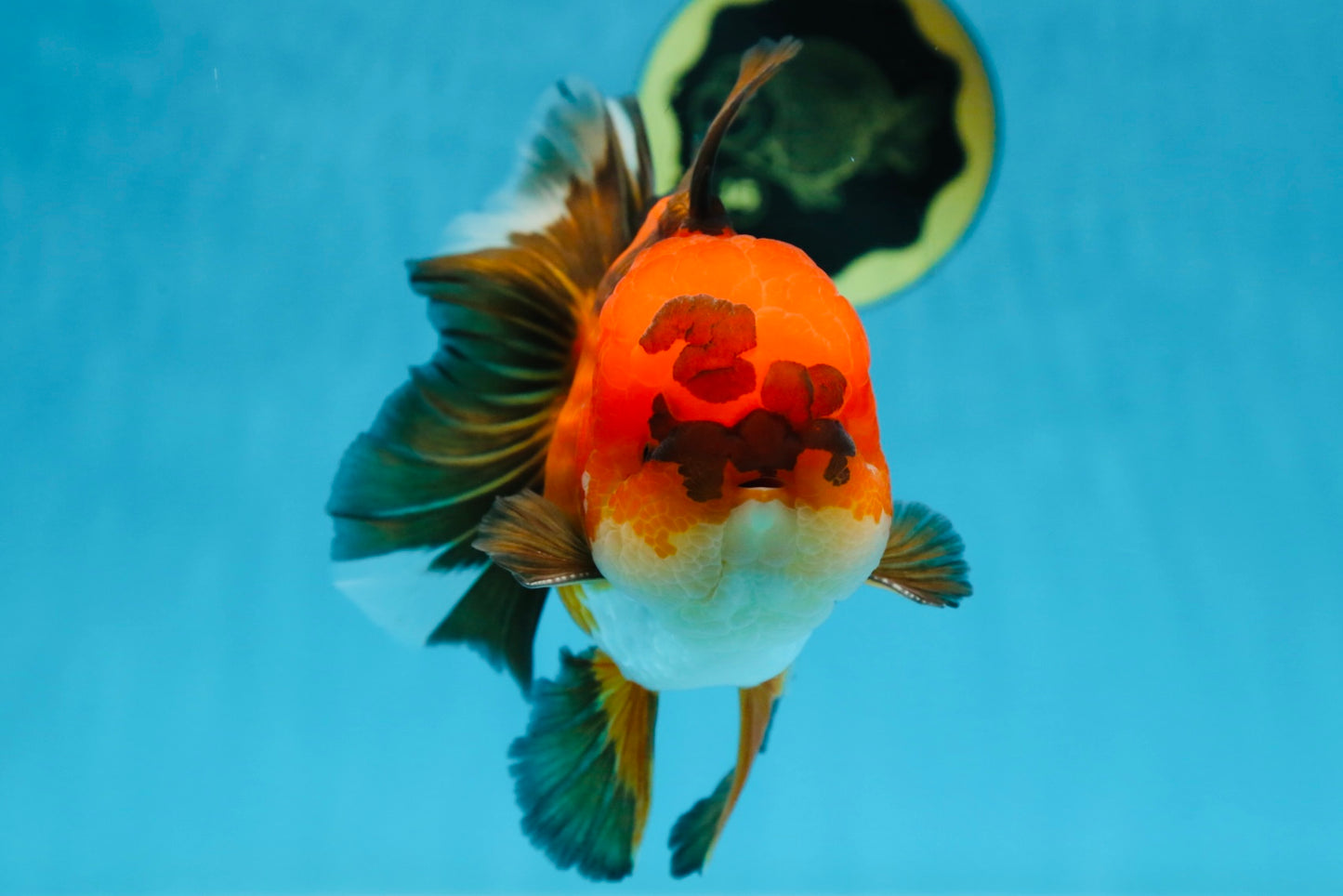 A Grade Apache Oranda Male 6 inches #080125OR_06