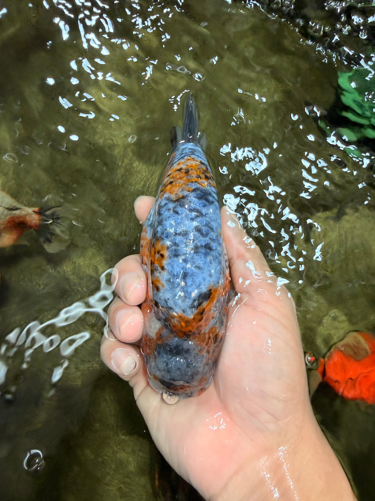 SPECIAL Calico Blue Base Ranchu Male 5.5 Inches #100226RC_20
