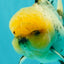 A Grade Marble Oranda Male 6 inches #062626OR_33