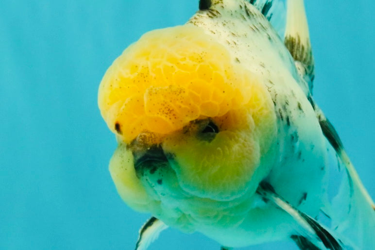 A Grade Marble Oranda Male 6 inches #062626OR_33