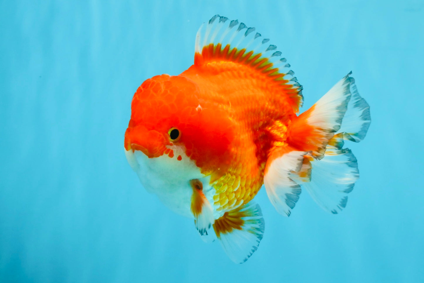 SPECIAL AAA Grade Red White Yuanbao Male 5-5.5 inches #032726YB_02