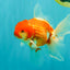 A Grade Red White Oranda Male 5.5 inches #102326OR_10