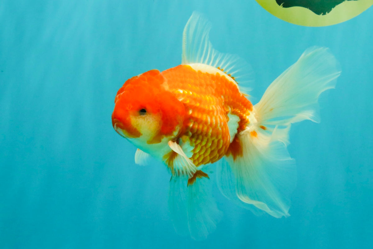 A Grade Red White Oranda Male 5.5 inches #102326OR_10