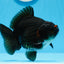 A Grade Pom Pom Black Yuanbao Male 4.5 inches #0706YB_18