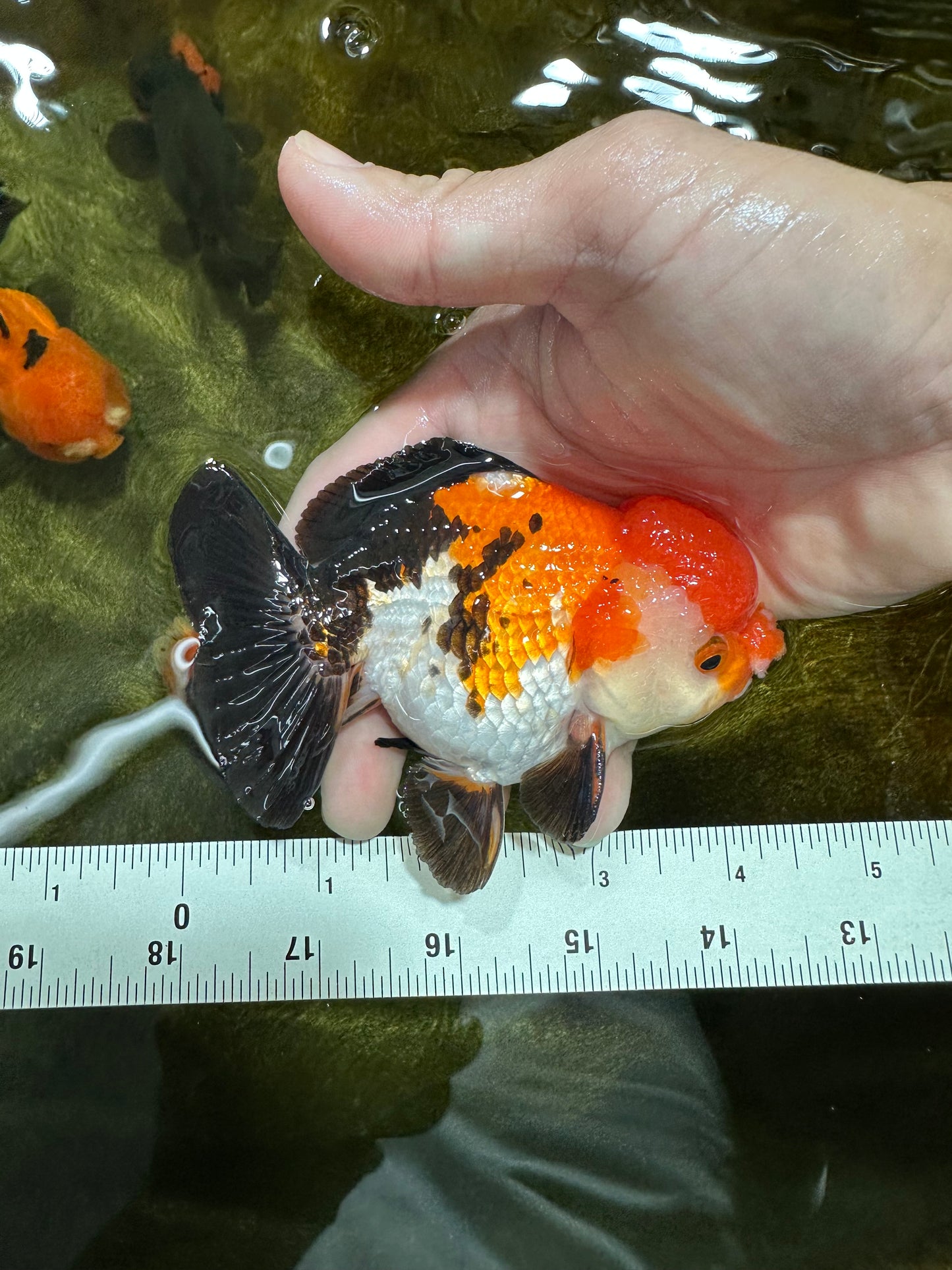 A Grade PomPom Tricolor Yuanbao Male 4-4.5 inches #060625YB_08