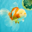 A Grade Lipstick Red White Oranda Male 6 inches #100926OR_17